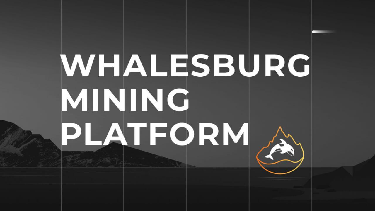 Whalesburg – Обзор майнинг пула – Статистика и общая информация